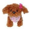 CCL Tea Cup Poodle Puppy